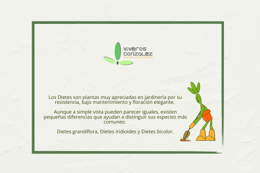 Dietes Mini Guide: Differences Between Grandiflora, Iridioides and Bicolor